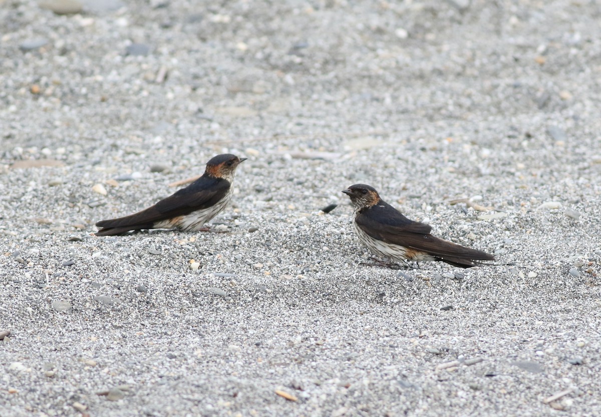 Striated Swallow - ML620021150