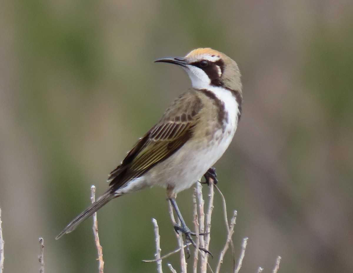 Tawny-crowned Honeyeater - ML620021151