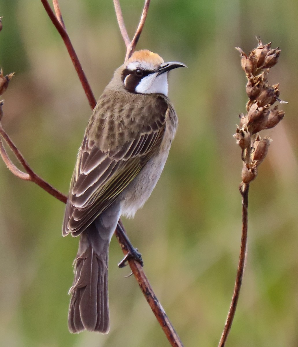 Tawny-crowned Honeyeater - ML620021153