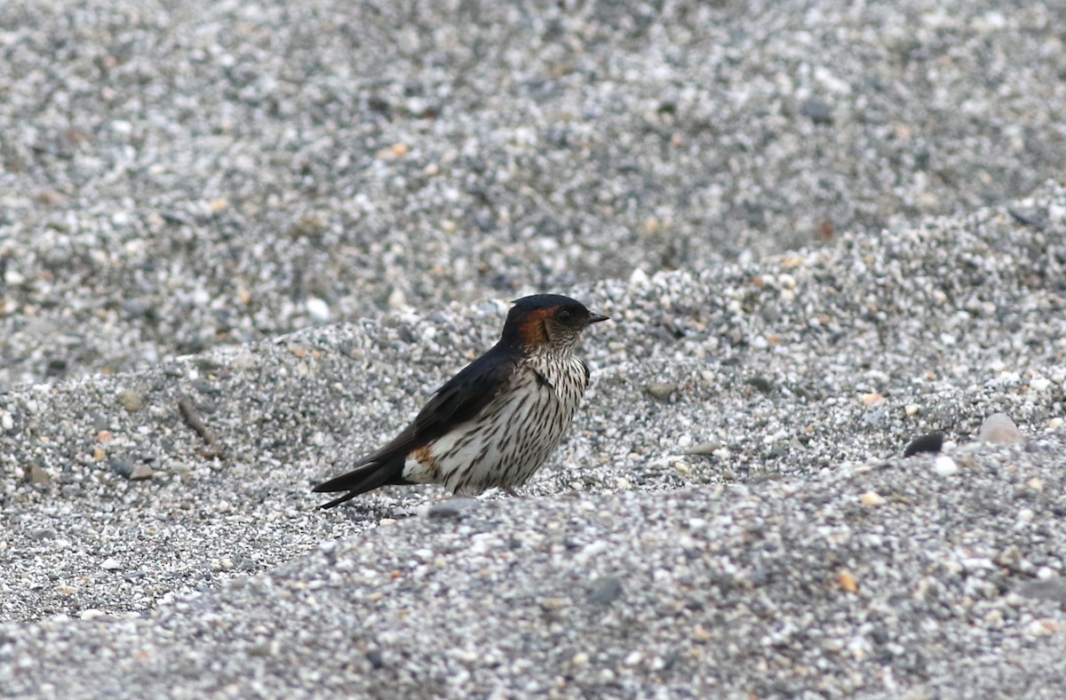 Striated Swallow - ML620021154