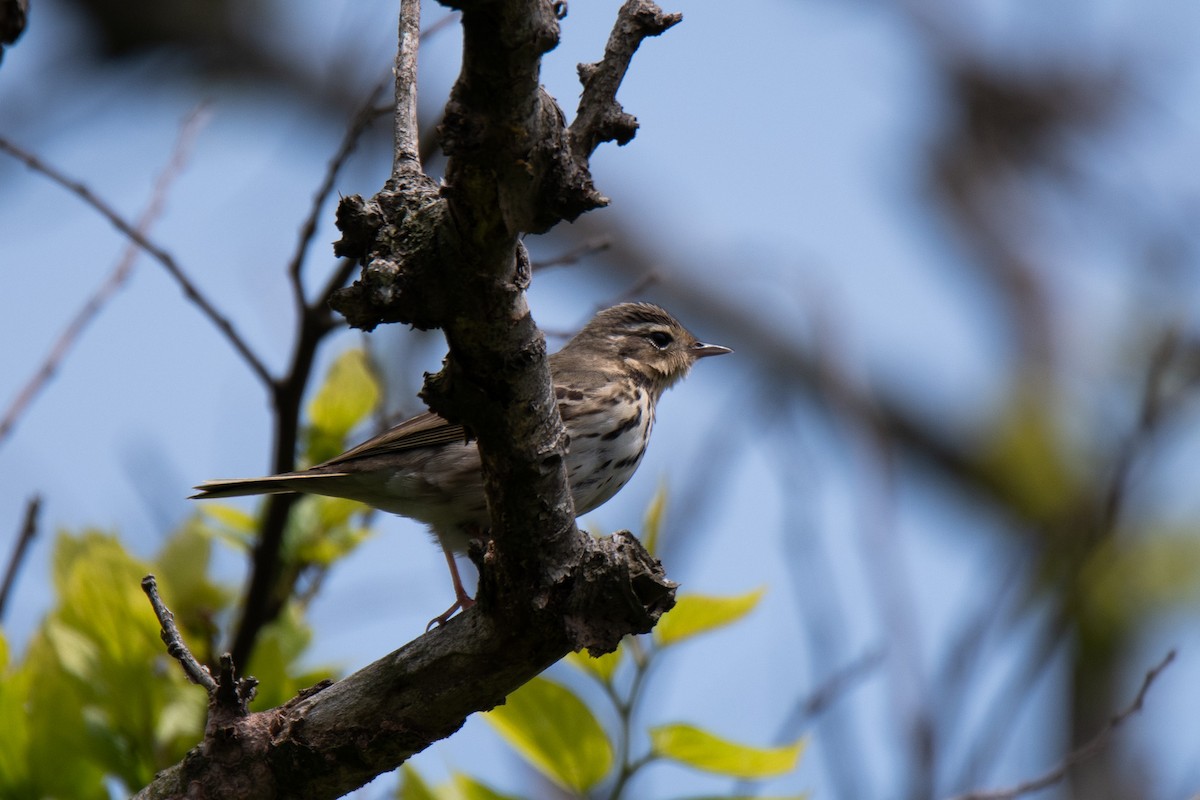 Olive-backed Pipit - ML620021160