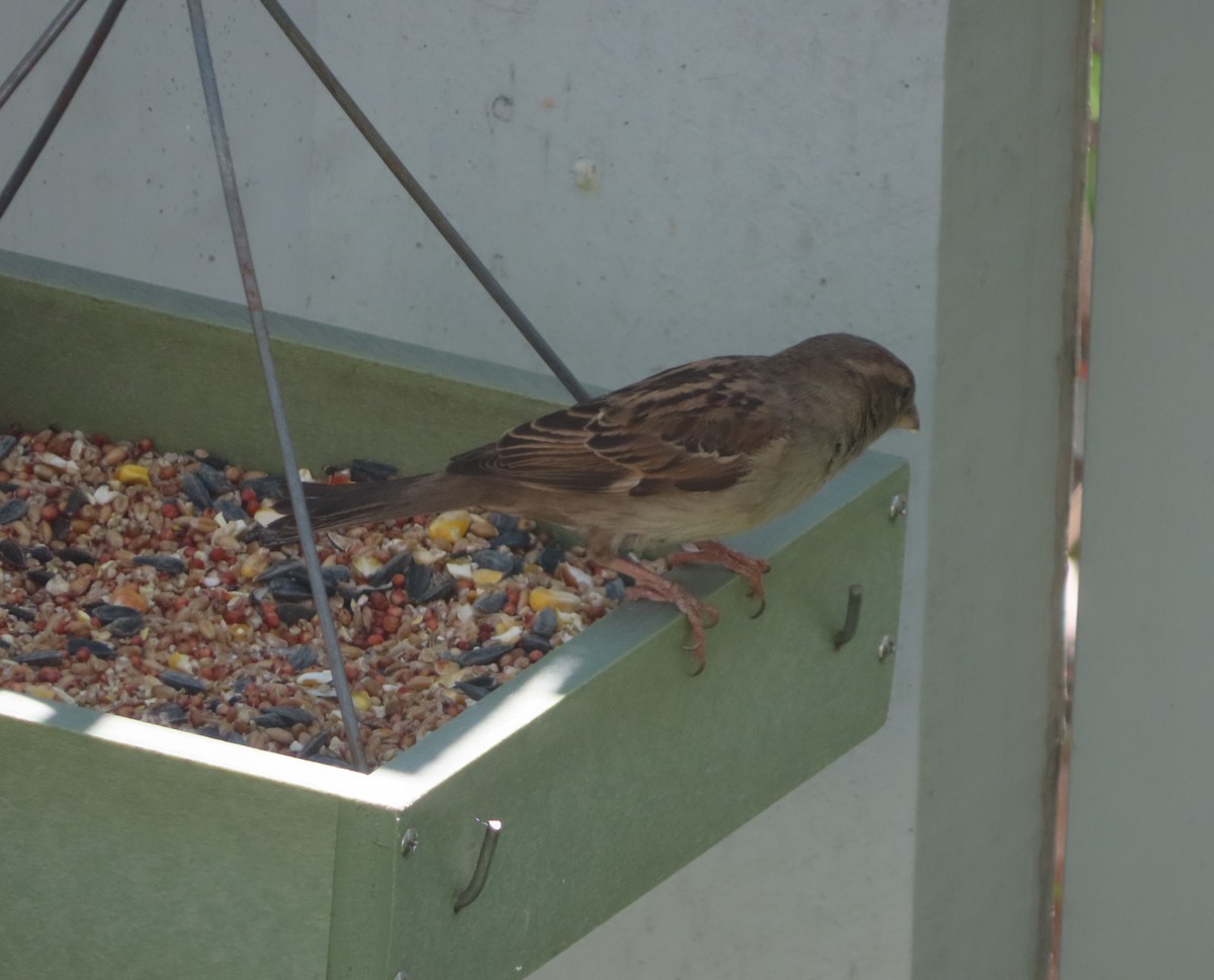 House Sparrow - ML620021162