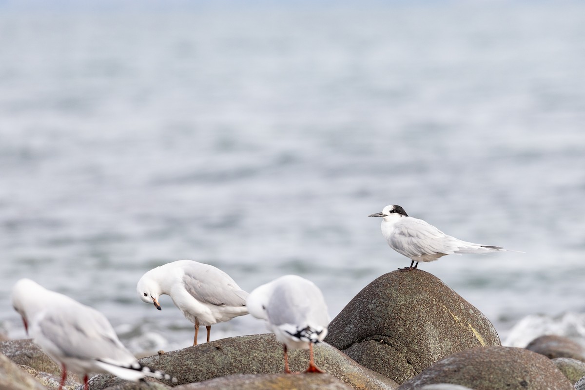 White-fronted Tern - ML620021168