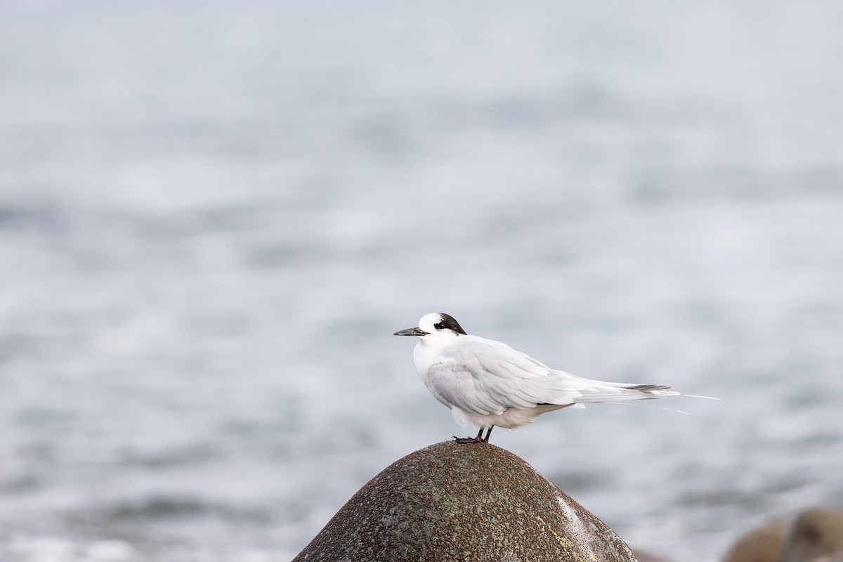 White-fronted Tern - ML620021171