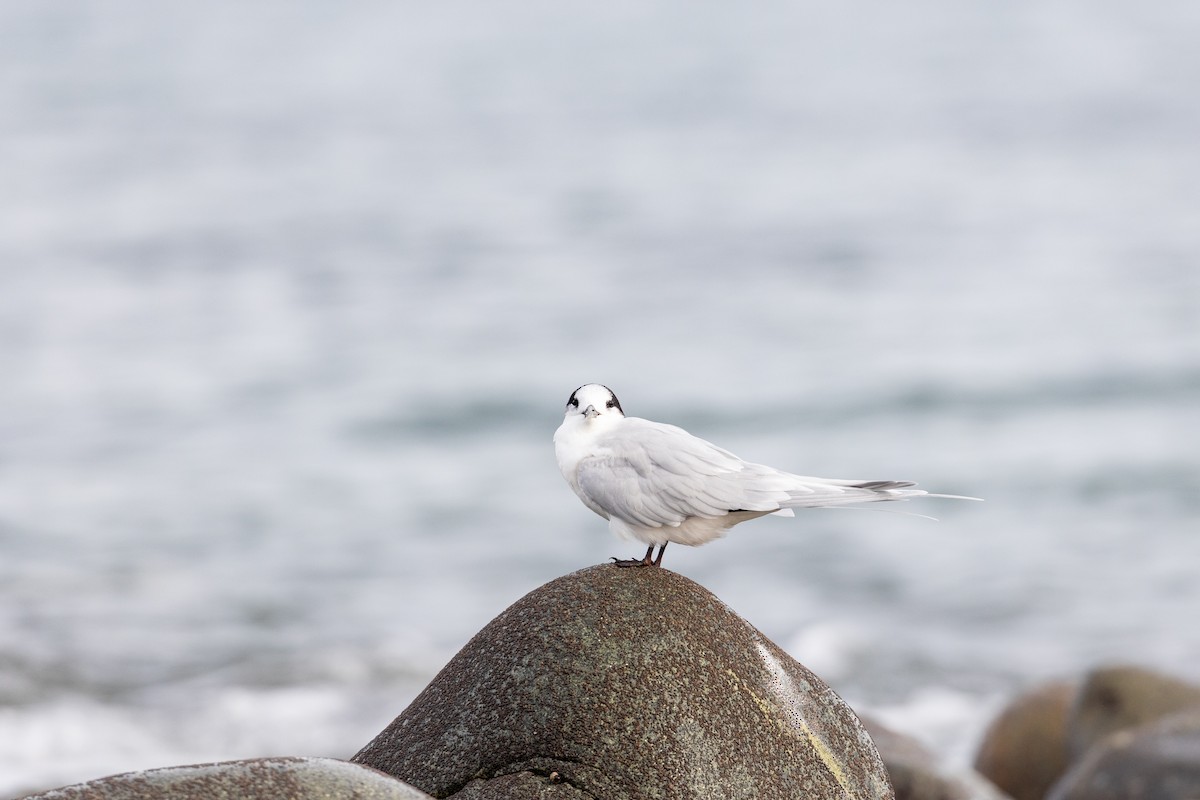 White-fronted Tern - ML620021172
