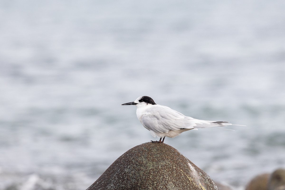 White-fronted Tern - ML620021174