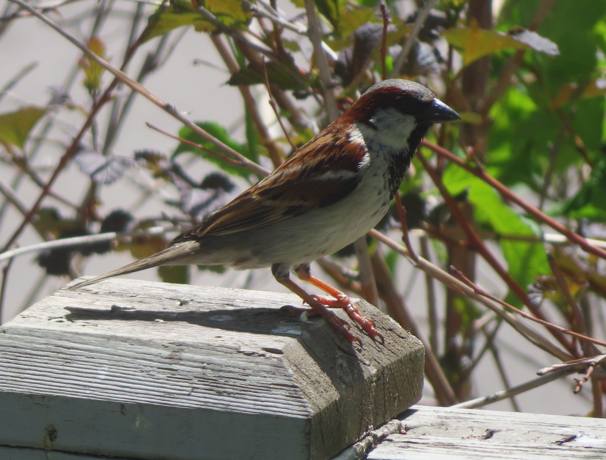 House Sparrow - ML620021175