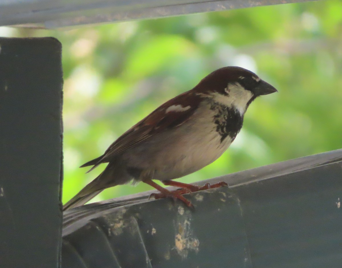 House Sparrow - ML620021177