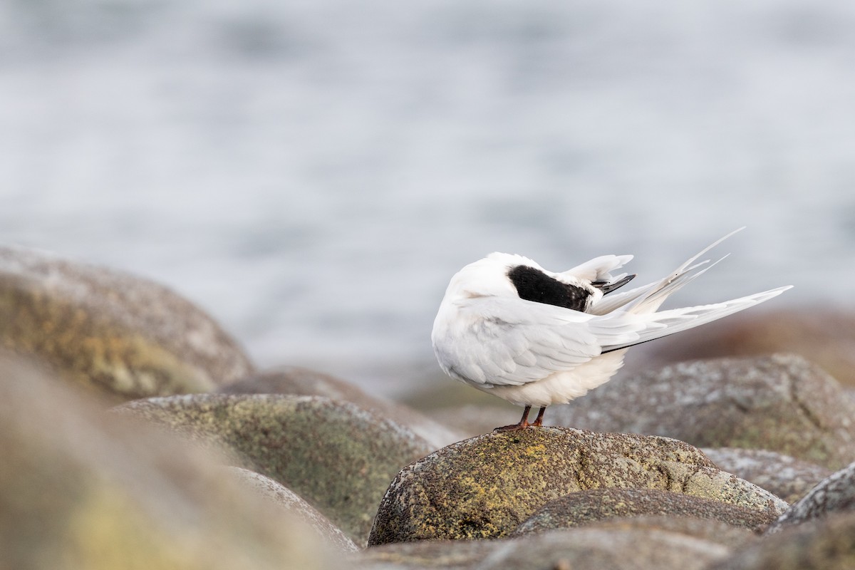 White-fronted Tern - ML620021178
