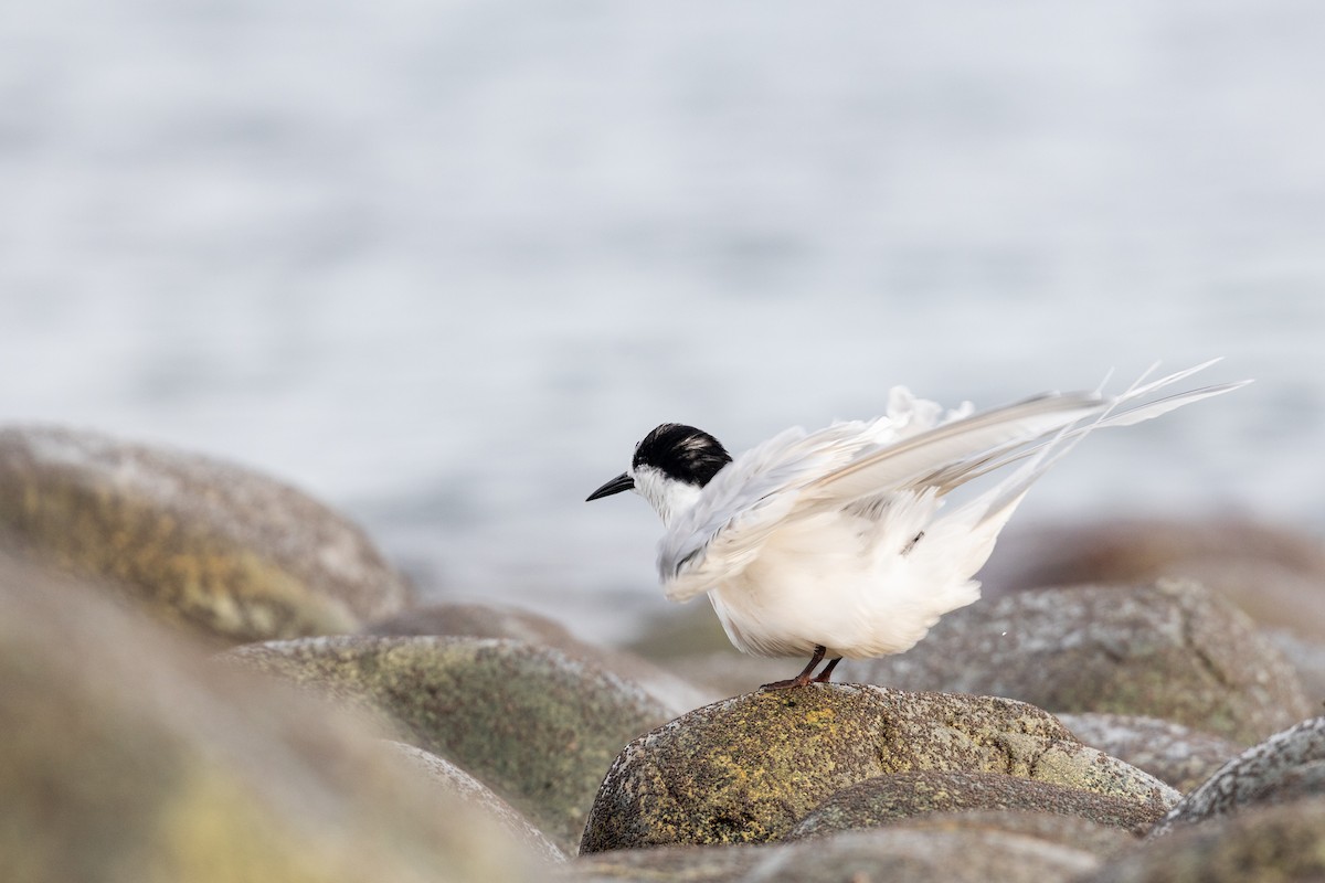 White-fronted Tern - ML620021179