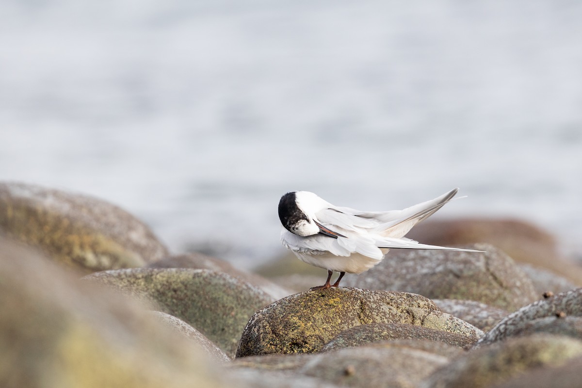 White-fronted Tern - ML620021180