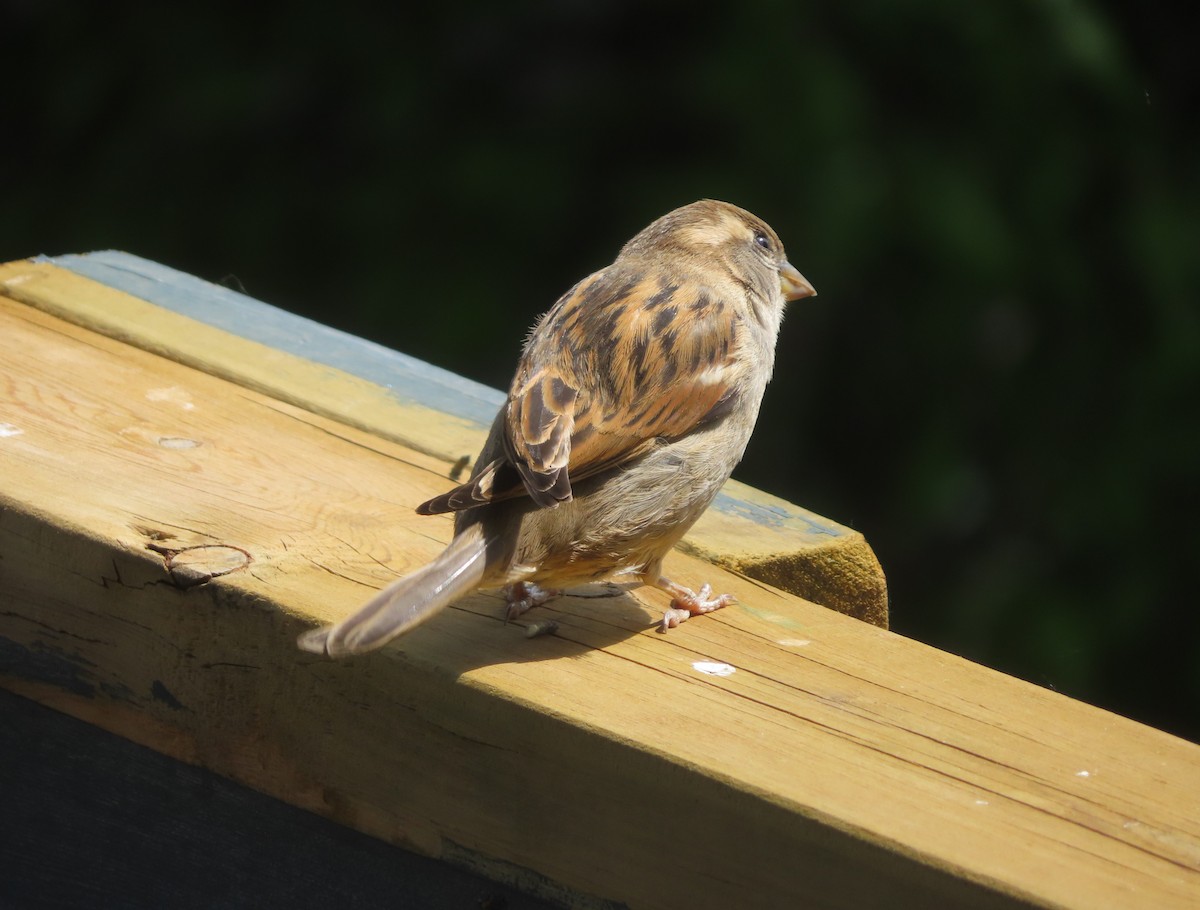 House Sparrow - ML620021183