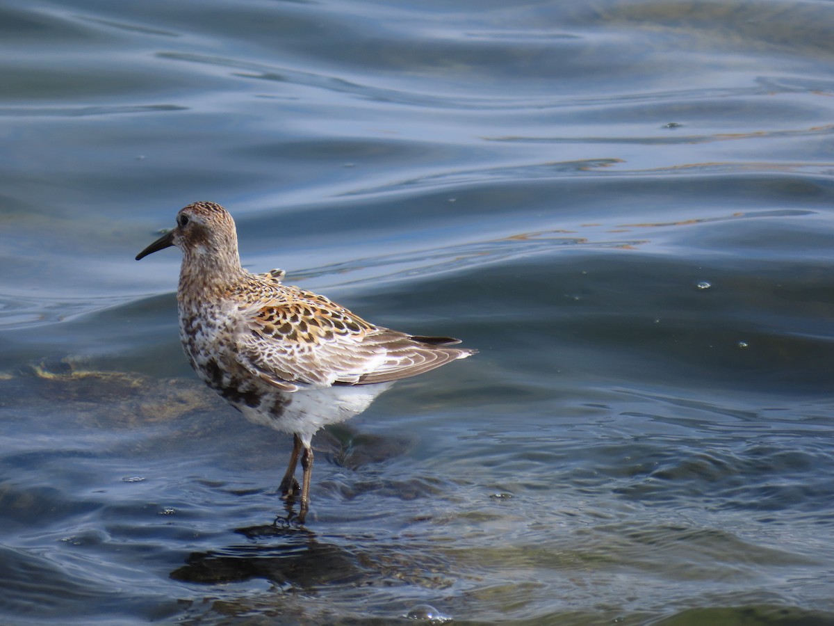 Rock Sandpiper (ptilocnemis) - ML620021184