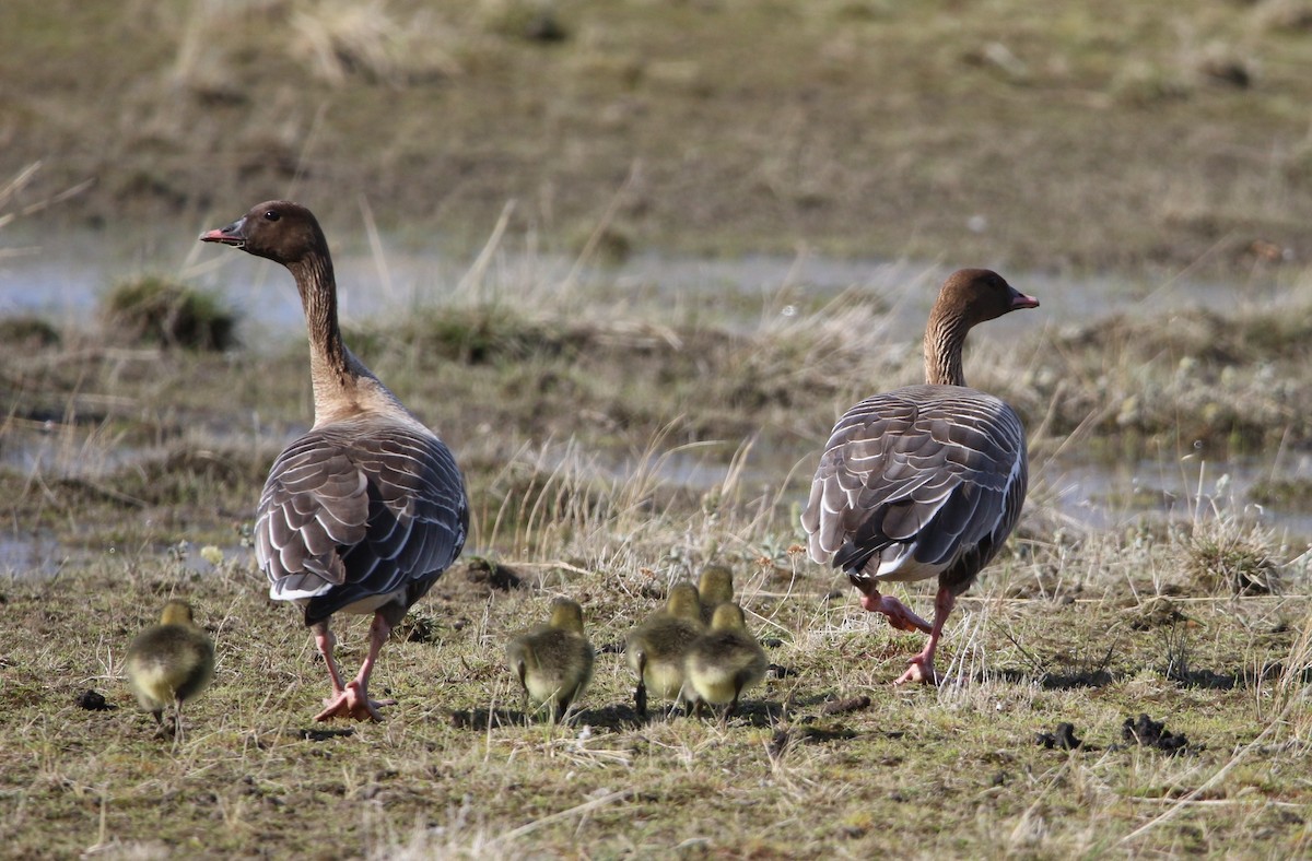 Pink-footed Goose - ML620021192