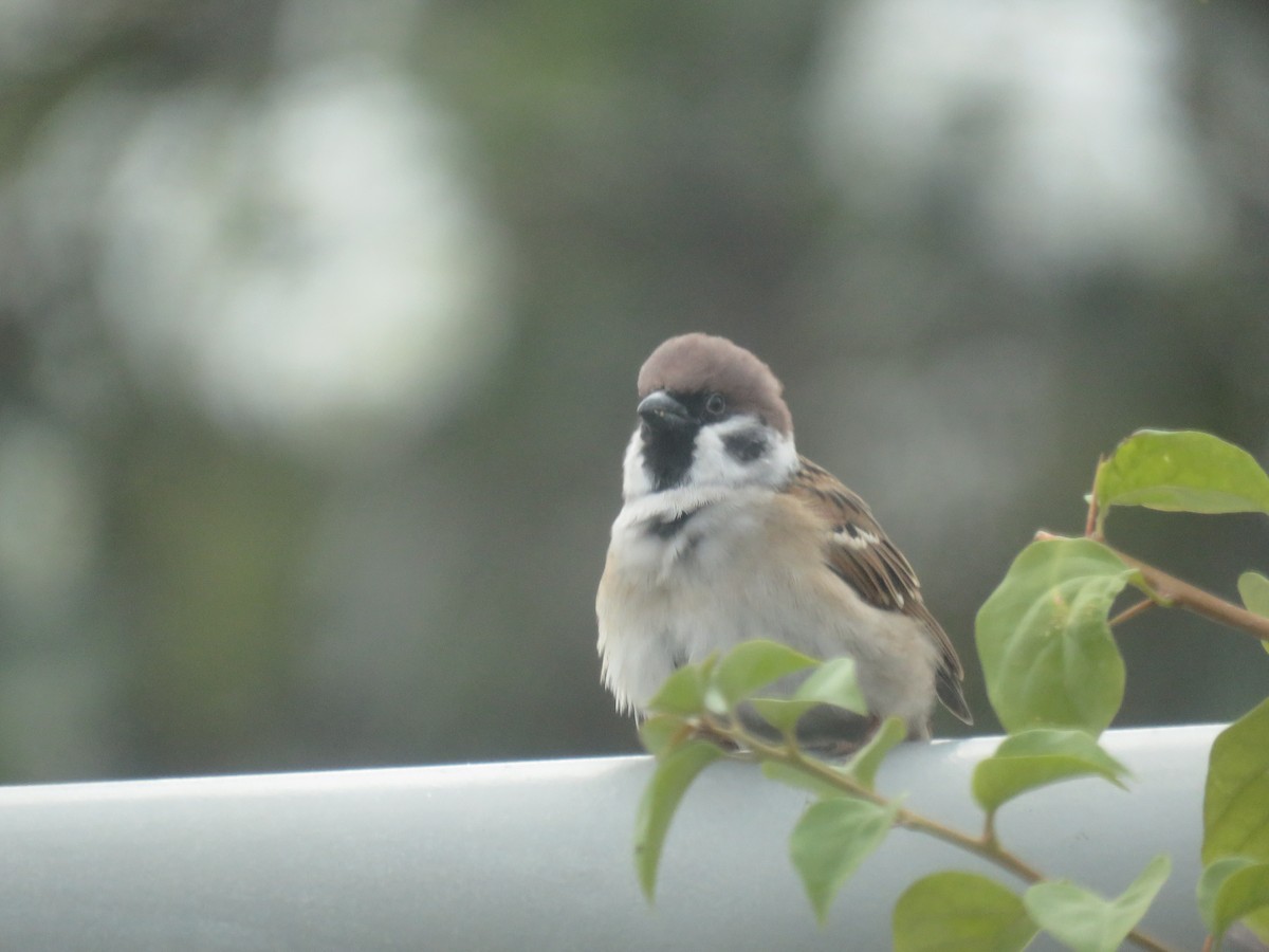 Eurasian Tree Sparrow - ML620021237