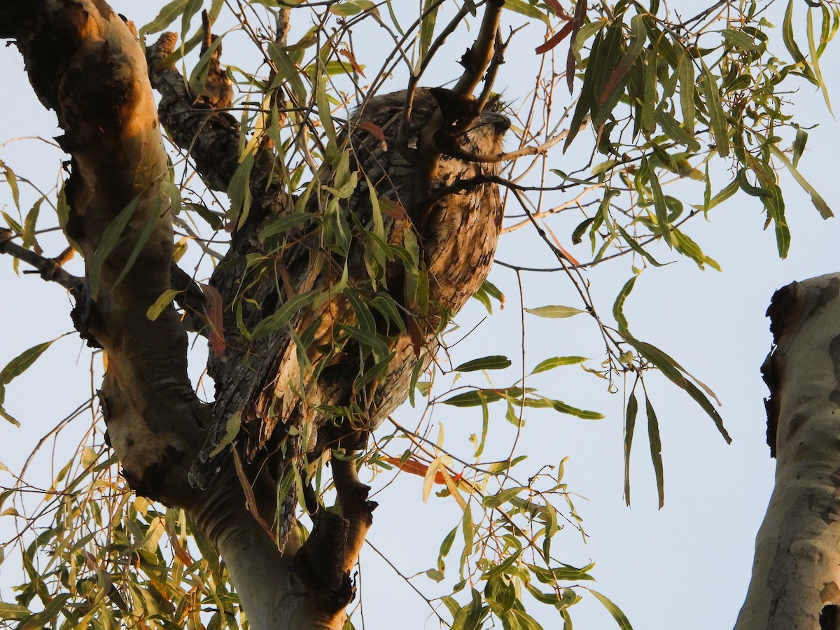 Tawny Frogmouth - ML620021240