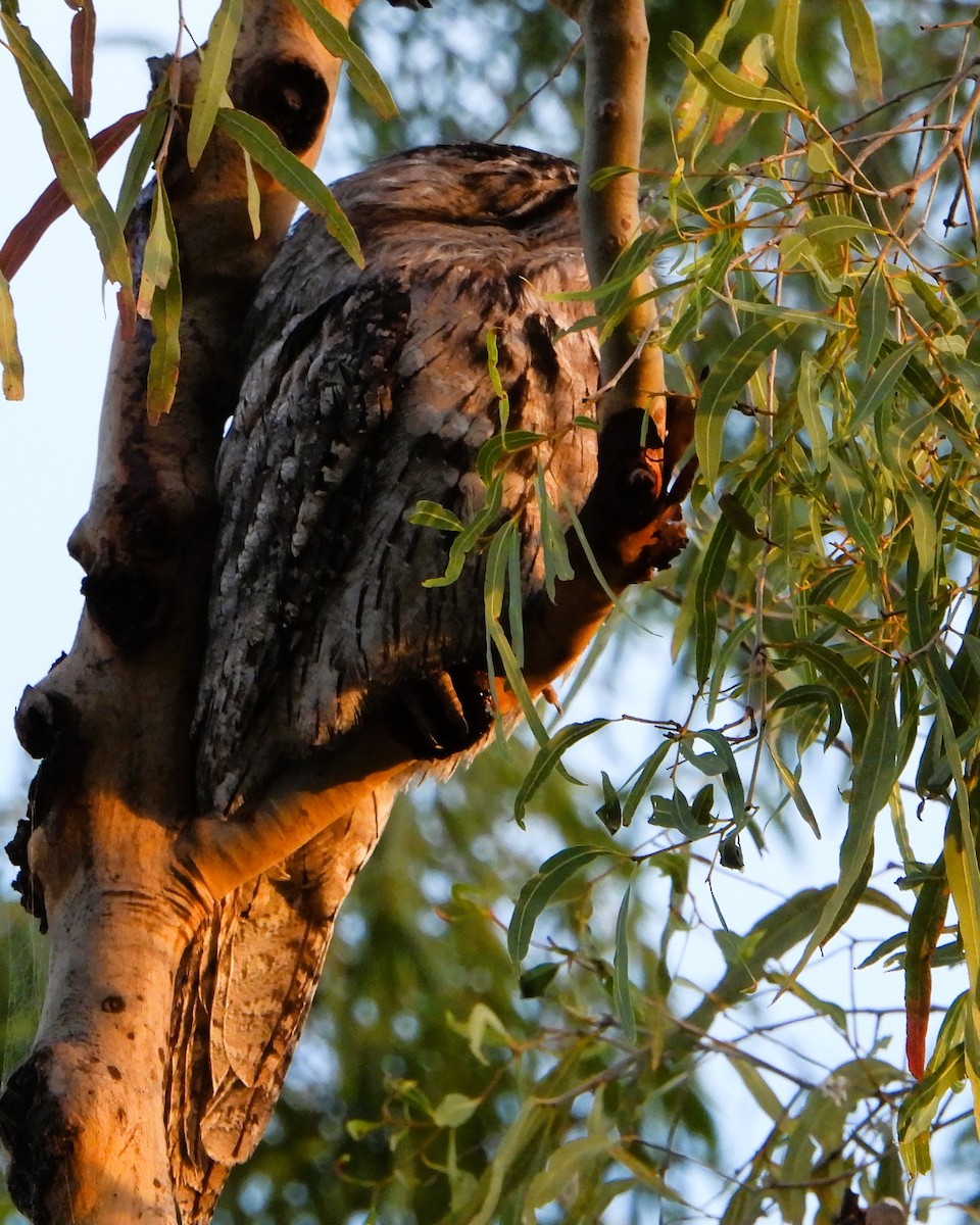 Tawny Frogmouth - Leonie Beaulieu