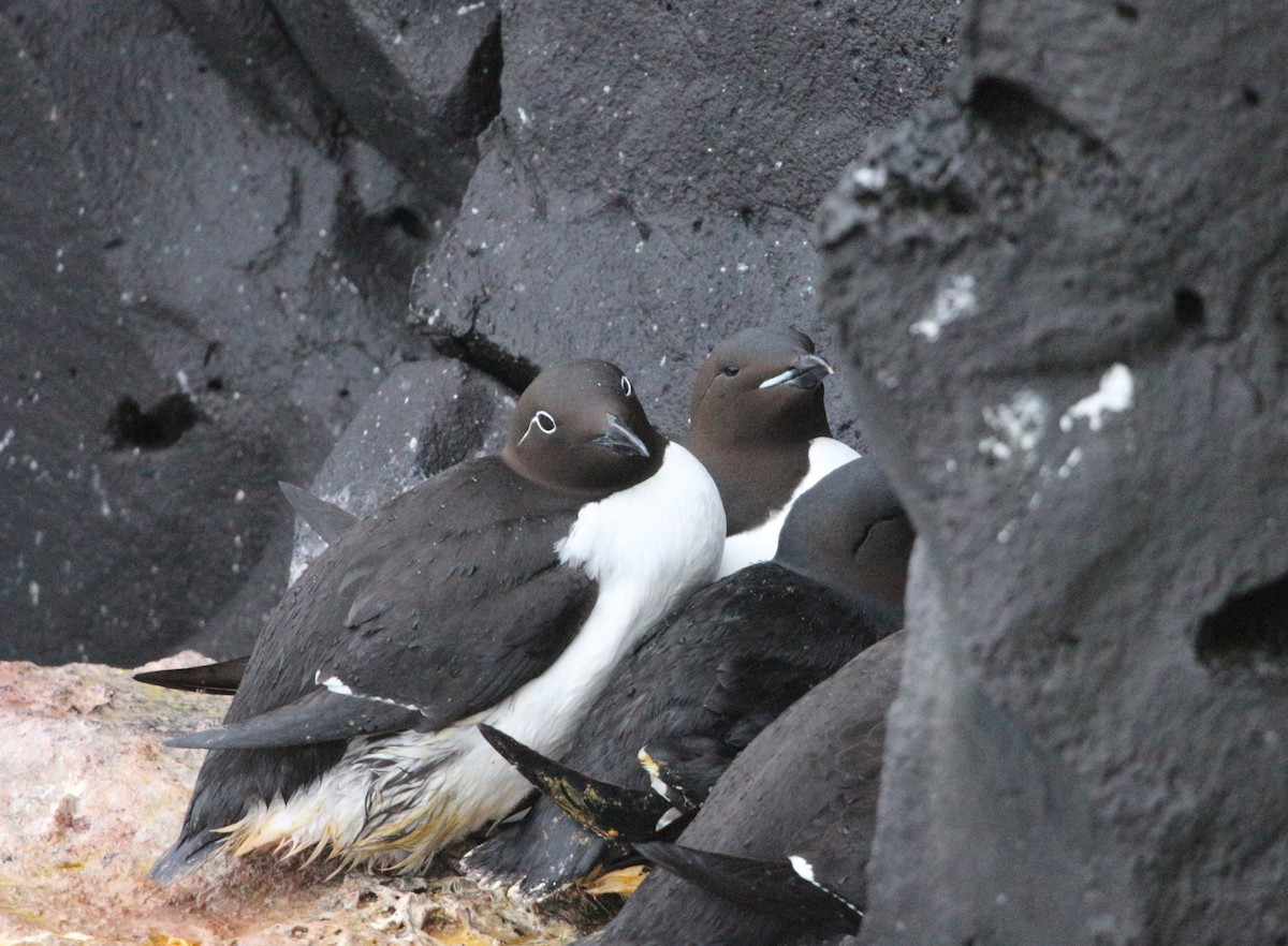 Thick-billed Murre - ML620021250