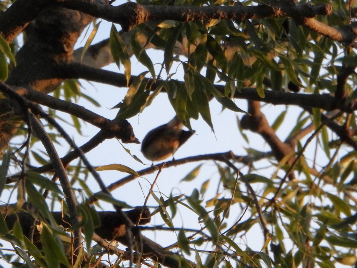 Gray Fantail (alisteri) - ML620021251