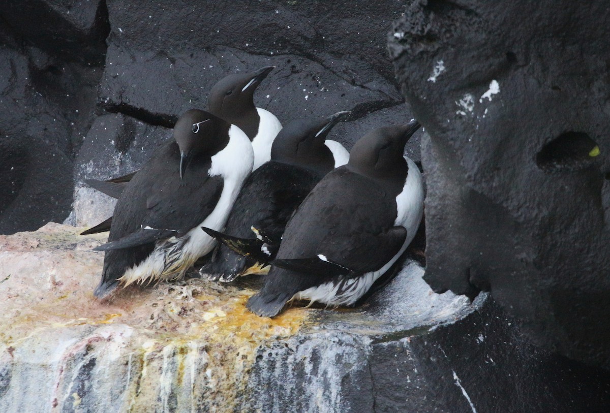 Thick-billed Murre - ML620021254