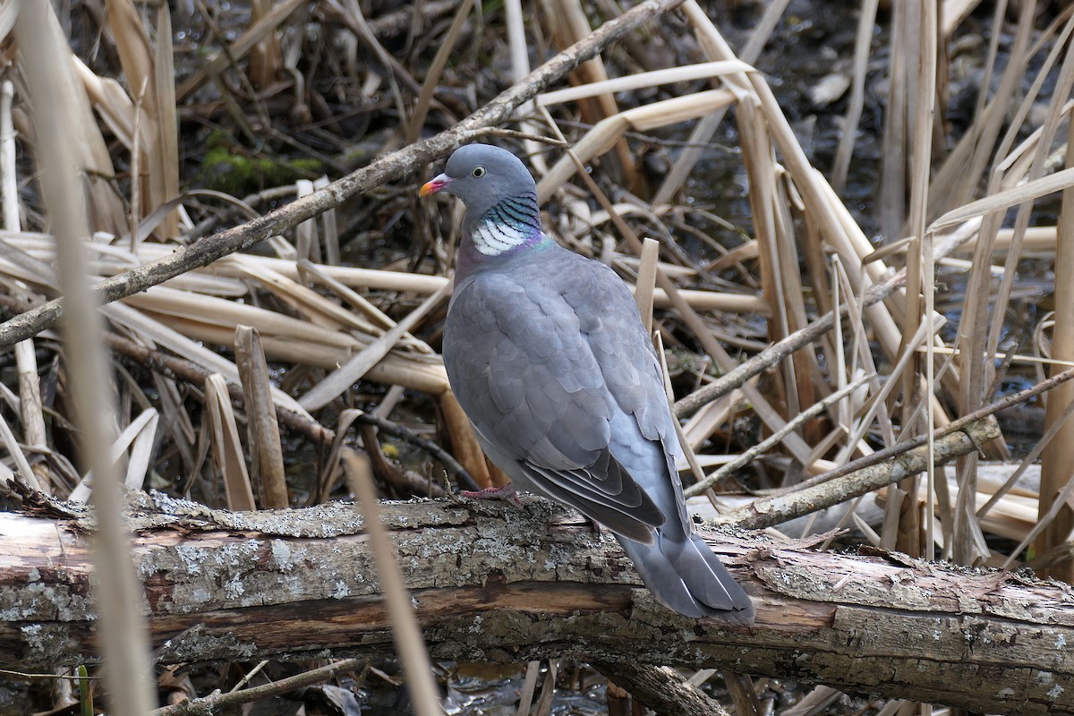 Pigeon ramier (groupe palumbus) - ML620021258