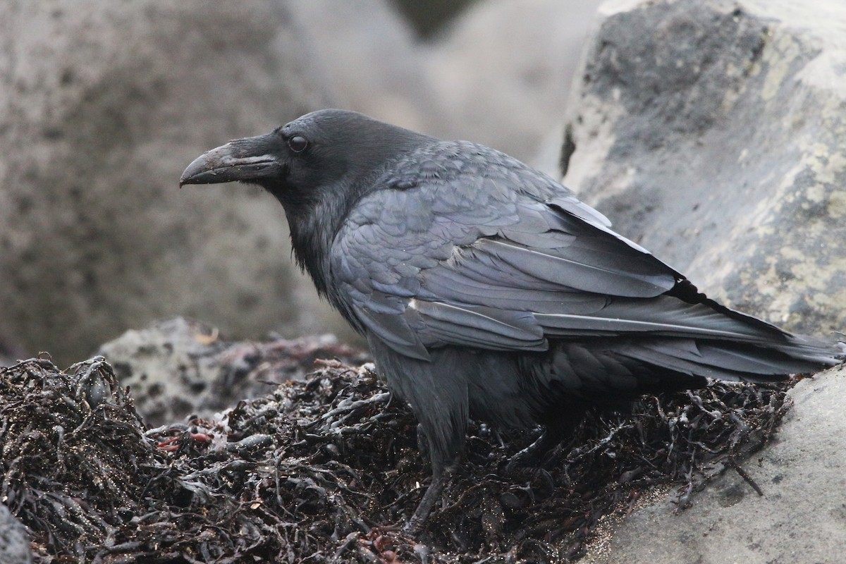 Common Raven - ML620021281