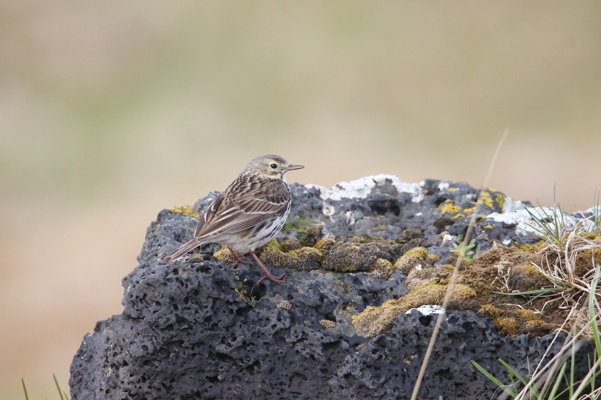 Meadow Pipit - ML620021283