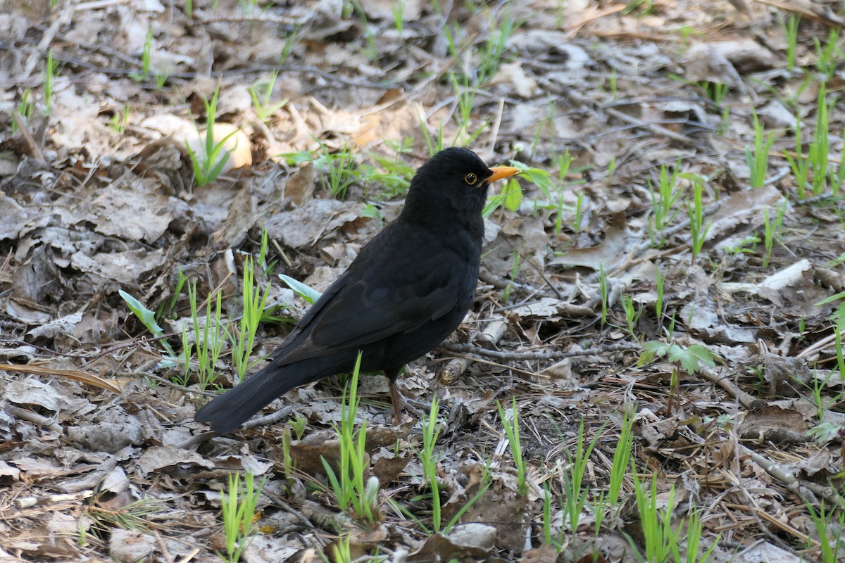 Eurasian Blackbird - ML620021286