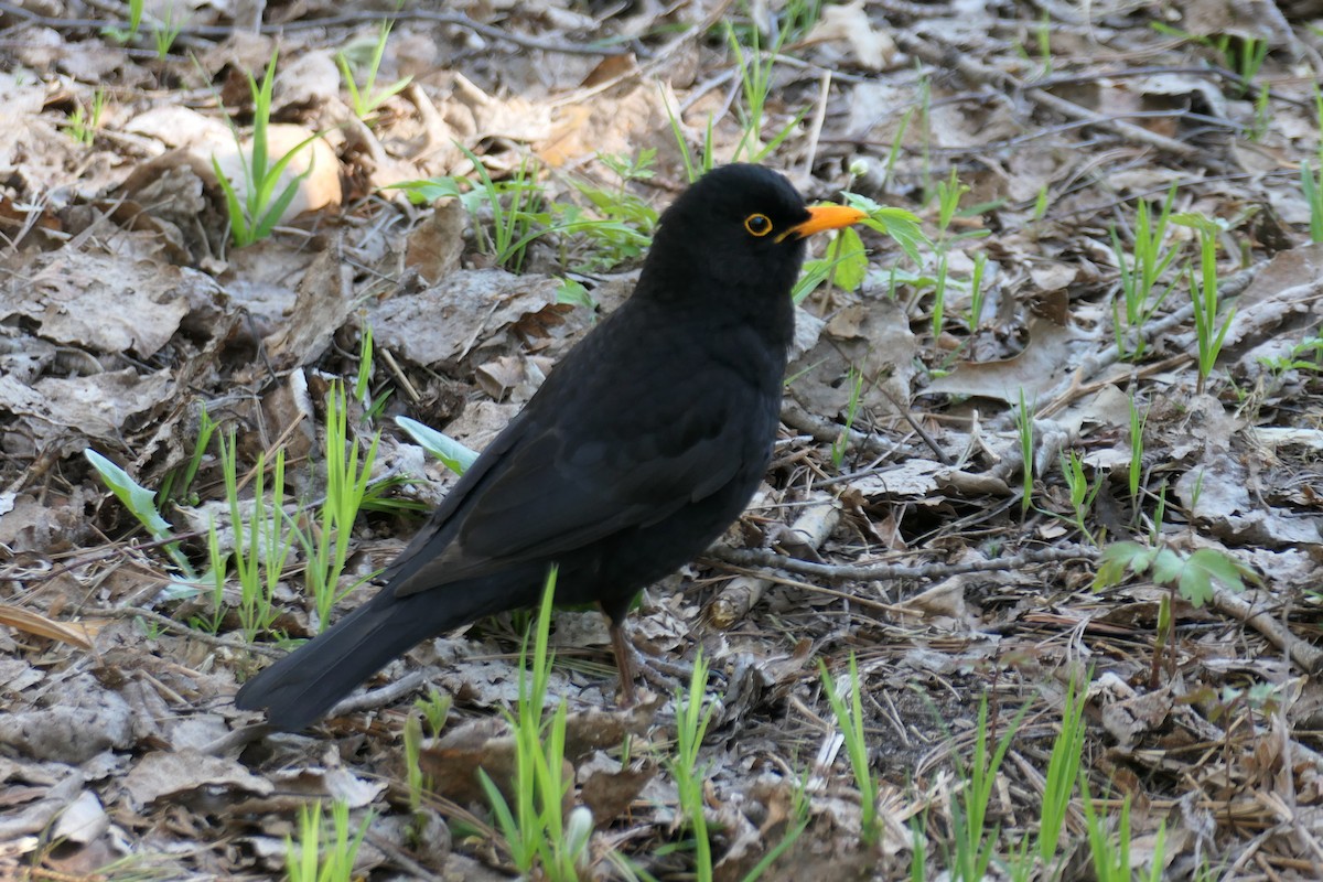 Eurasian Blackbird - ML620021287