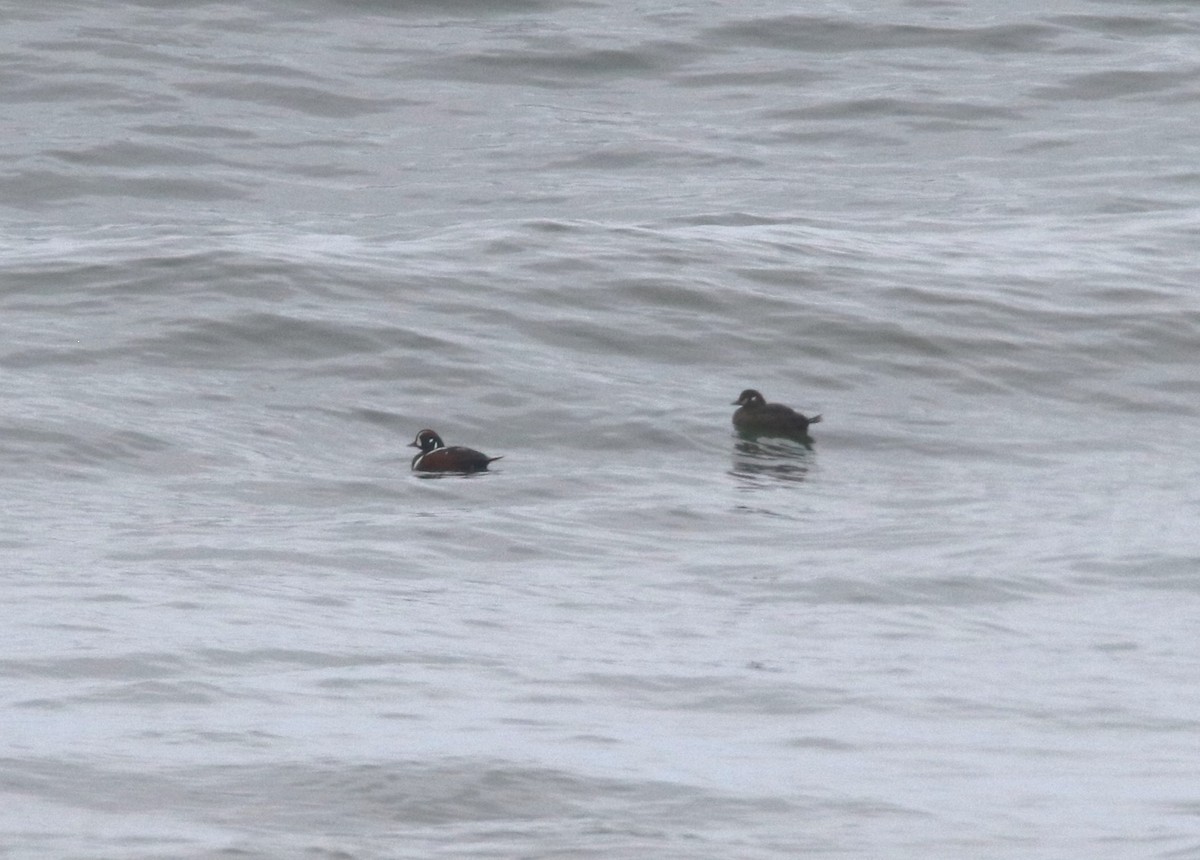 Harlequin Duck - Levan Goenner