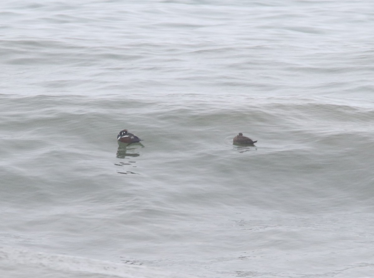 Harlequin Duck - ML620021310