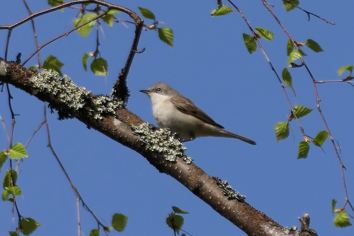 Curruca Zarcerilla - ML620021312