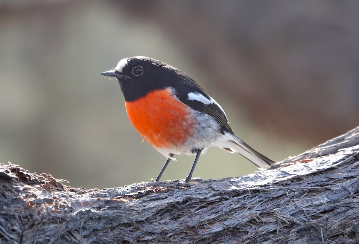 Scarlet Robin - ML620021320