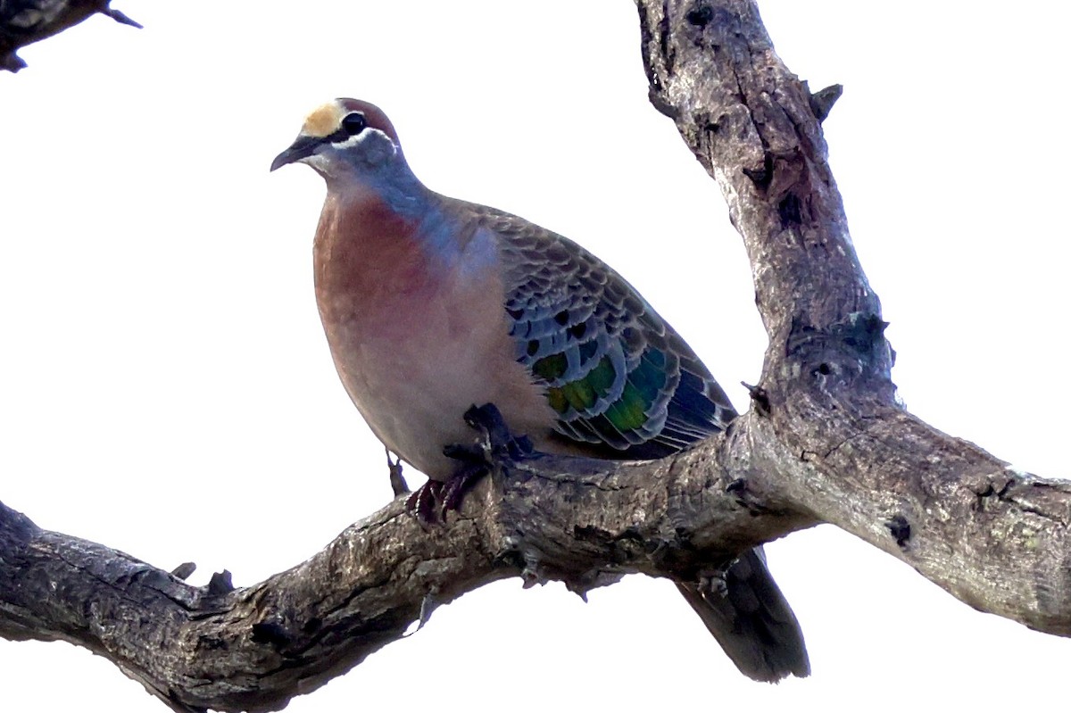 Common Bronzewing - ML620021354