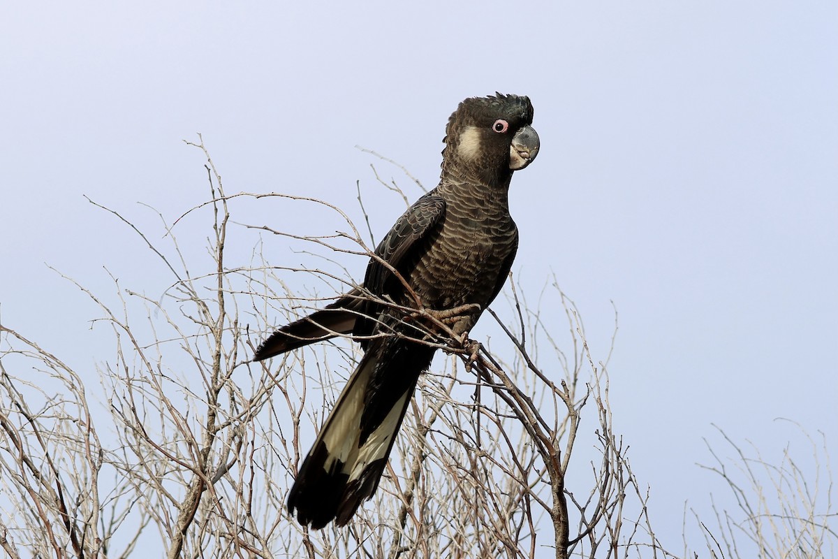 Carnaby's Black-Cockatoo - ML620021370