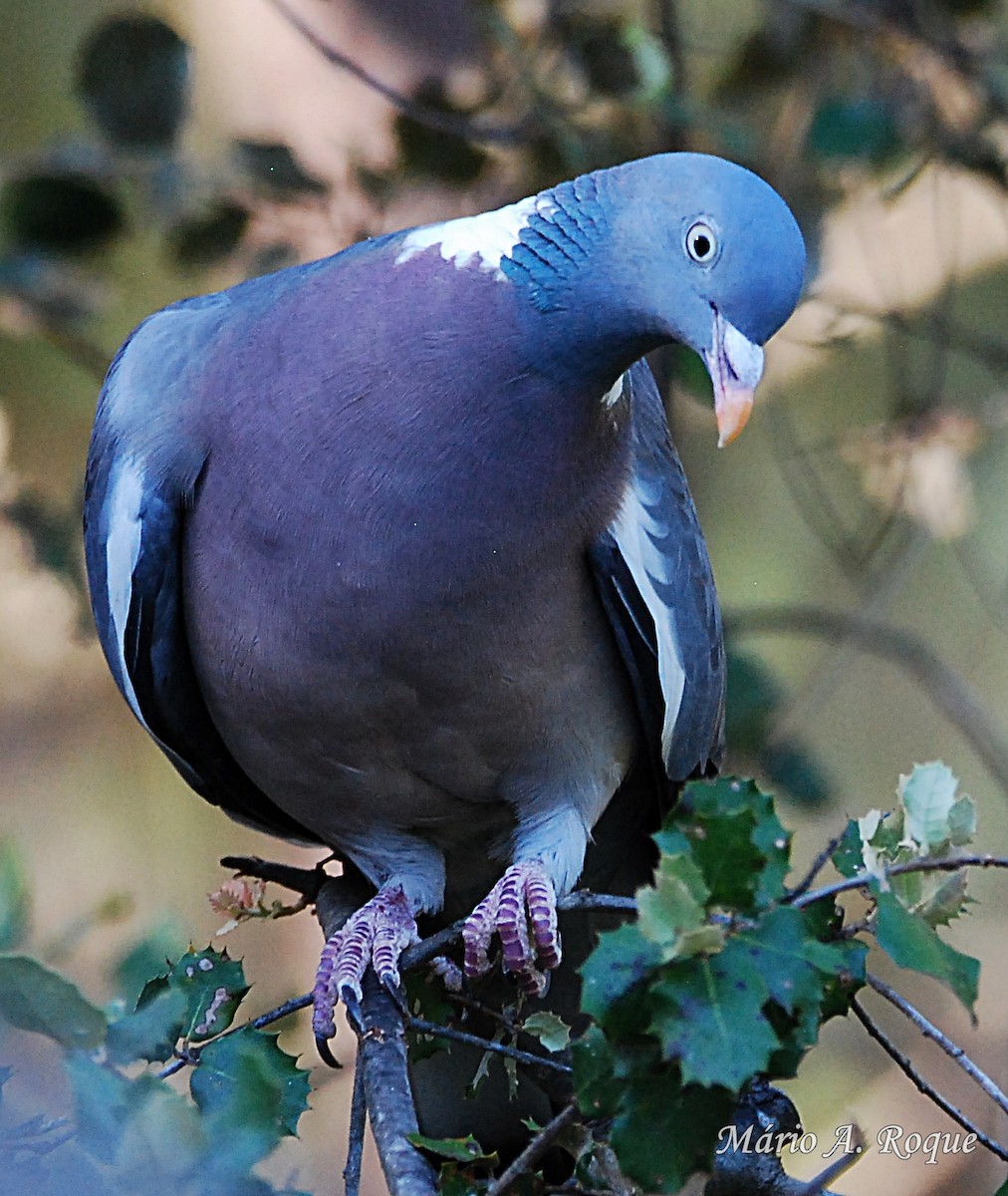 Common Wood-Pigeon - ML620021372