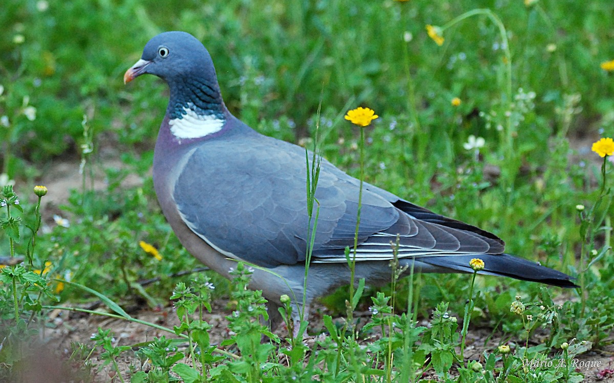 Common Wood-Pigeon - ML620021373