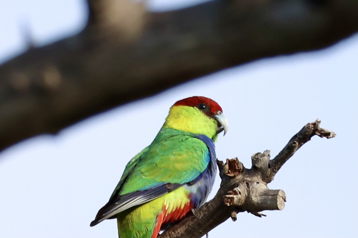 Red-capped Parrot - ML620021385