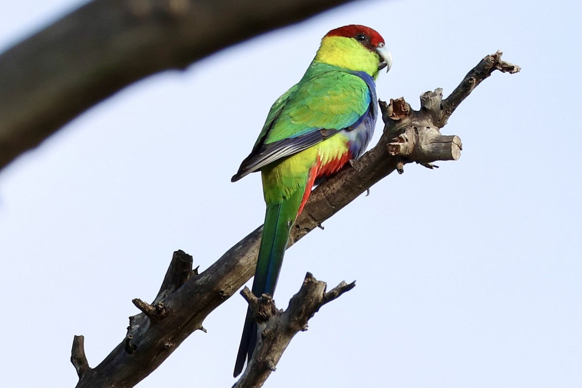 Red-capped Parrot - ML620021386