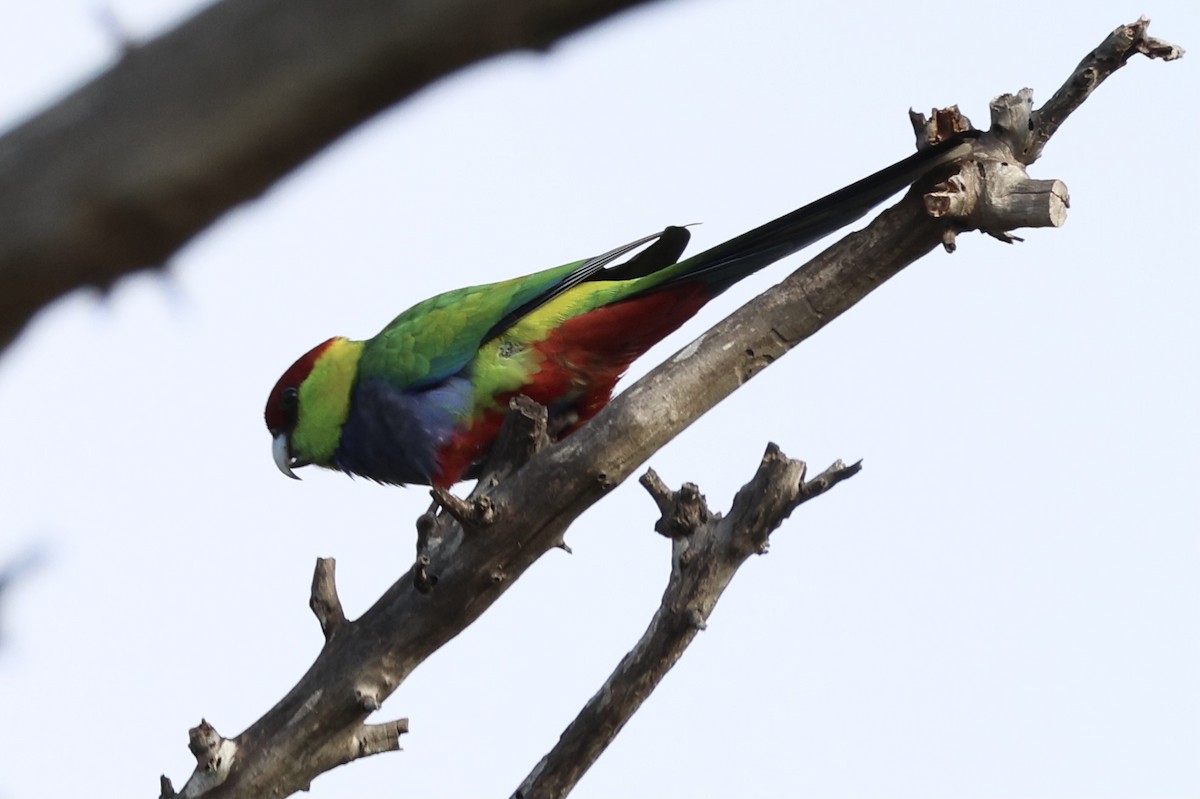 Red-capped Parrot - ML620021393