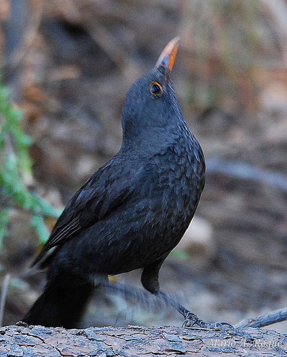 Eurasian Blackbird - ML620021397