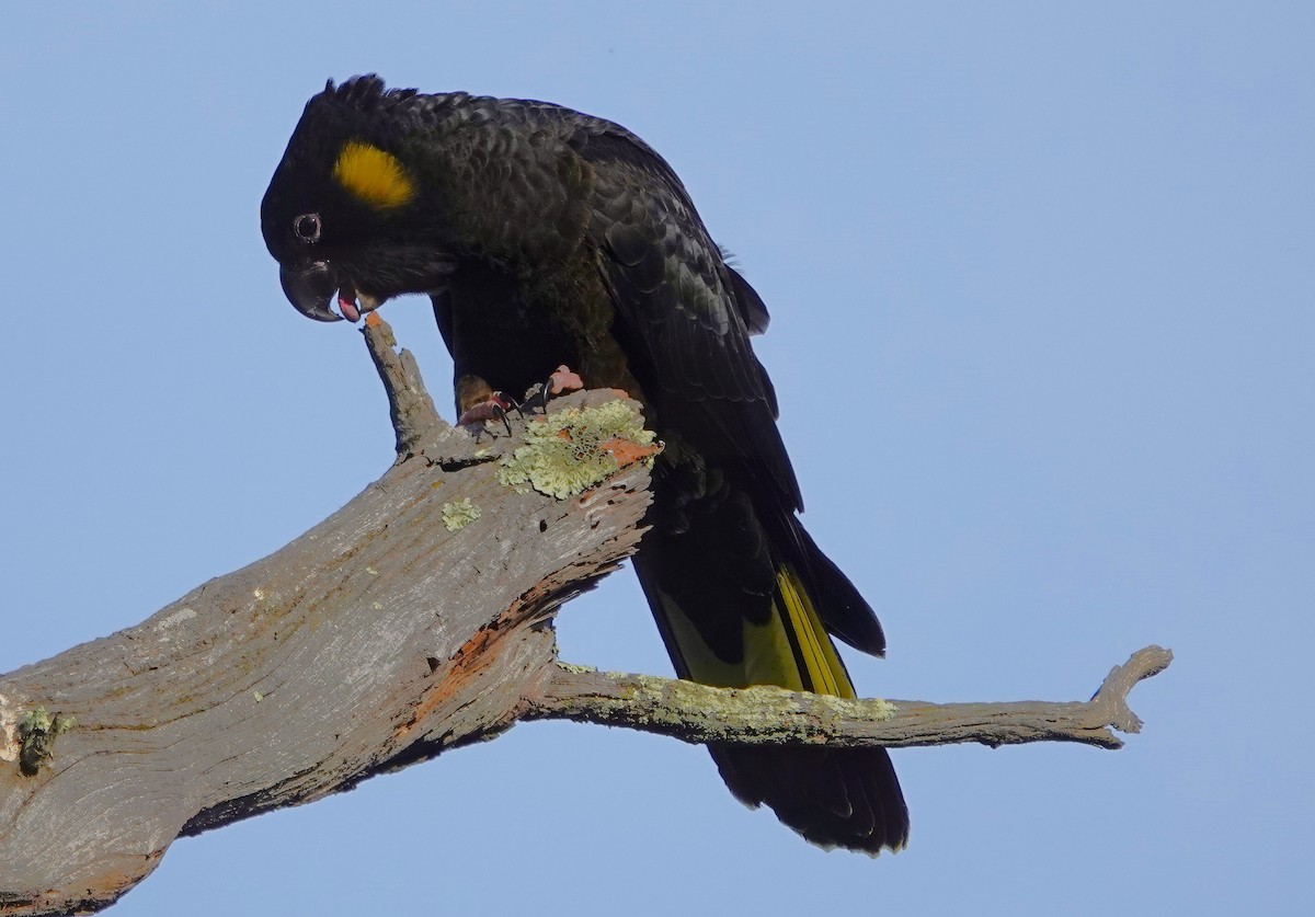 Yellow-tailed Black-Cockatoo - ML620021399