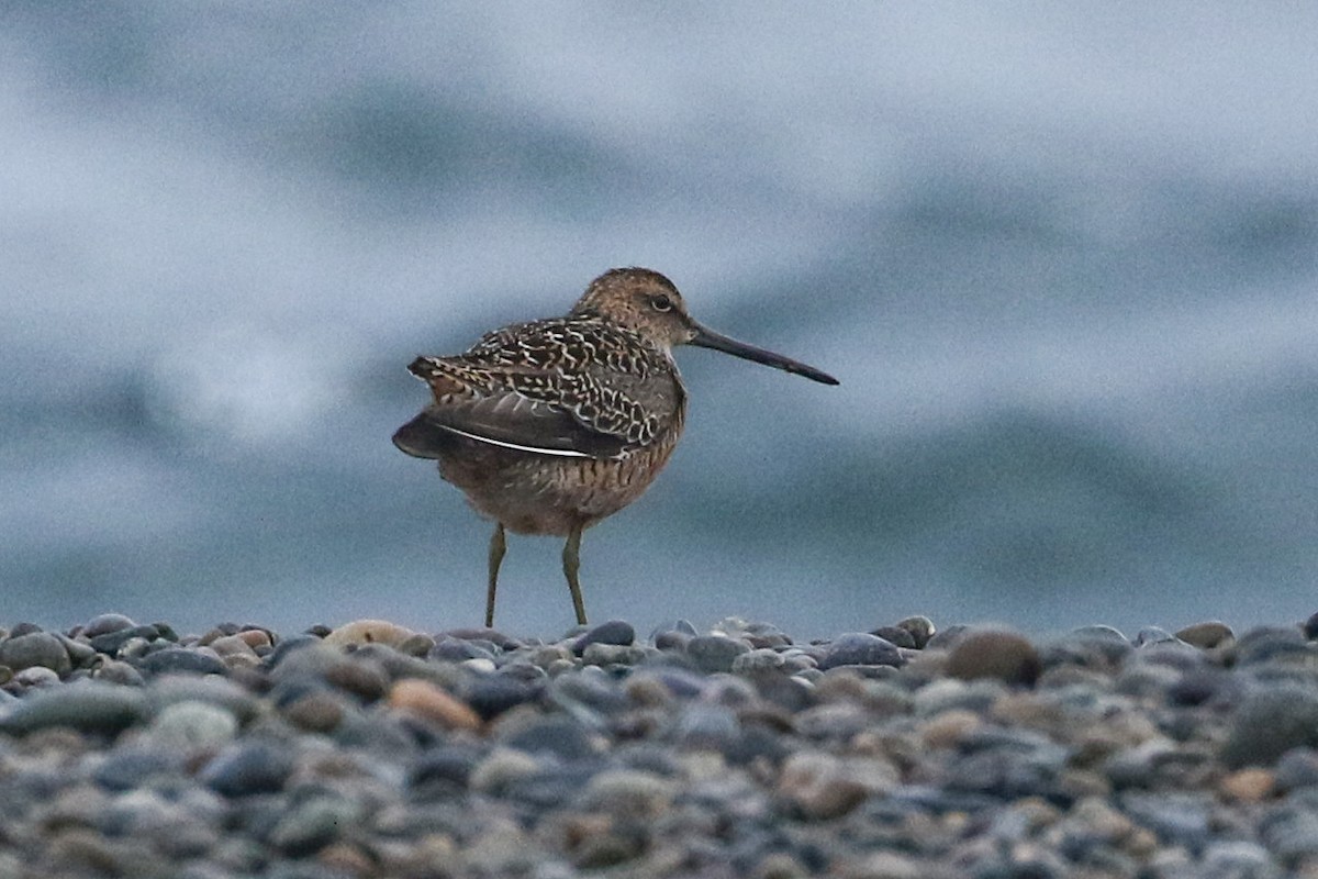 Long-billed Dowitcher - ML620021408