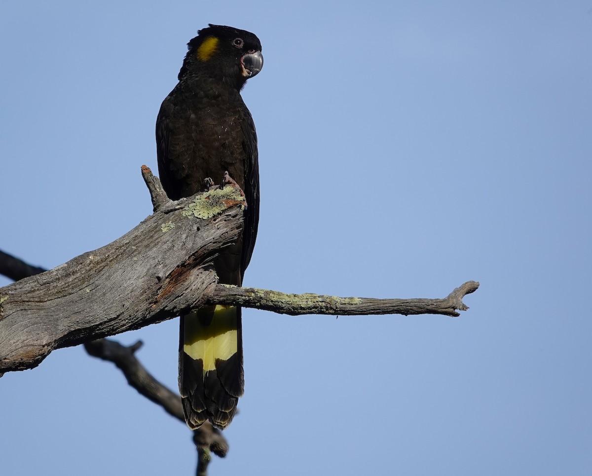 Yellow-tailed Black-Cockatoo - ML620021426