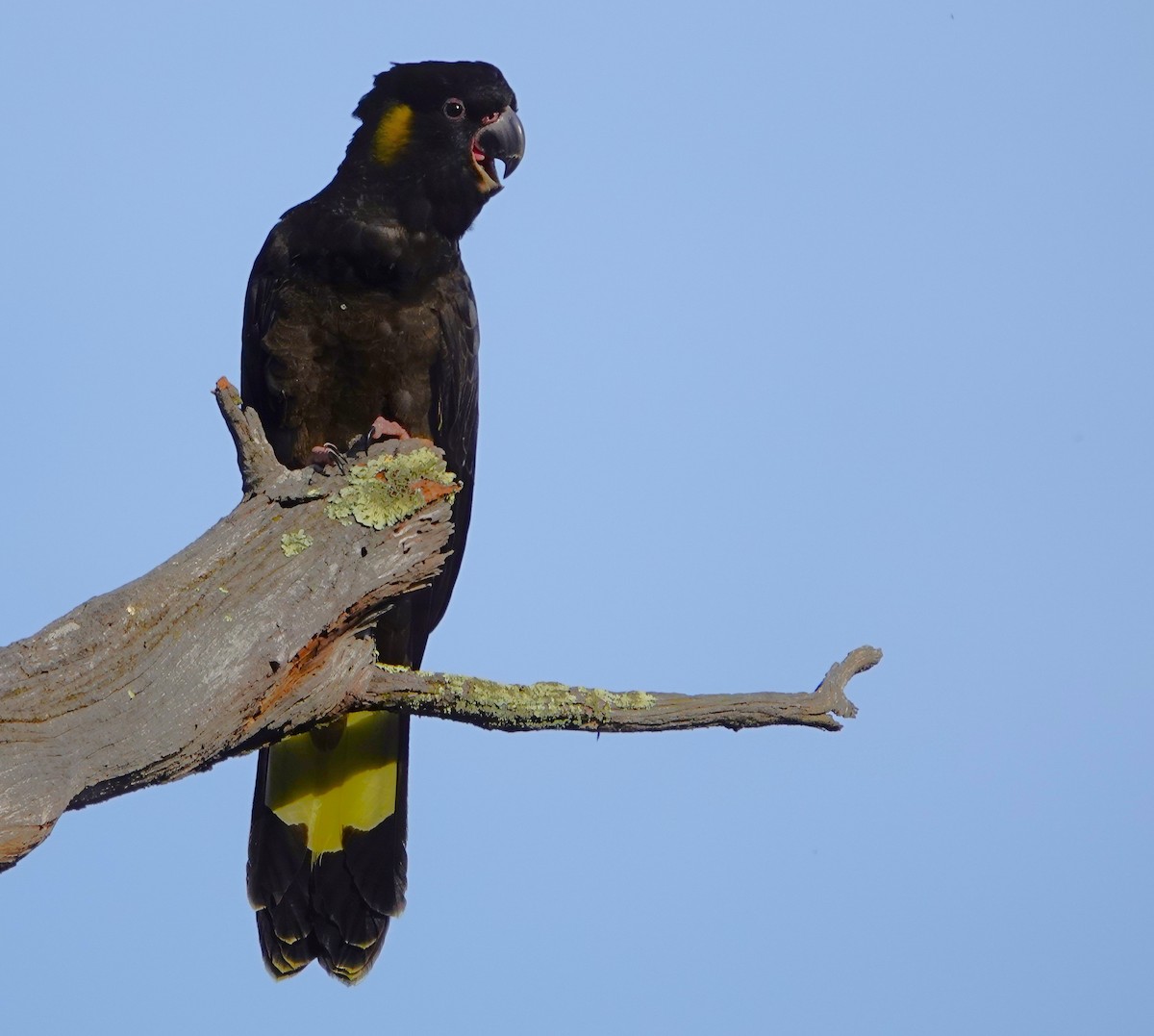 Yellow-tailed Black-Cockatoo - ML620021449