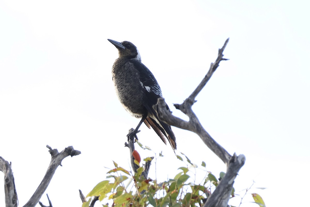 Australian Magpie (Western) - ML620021450