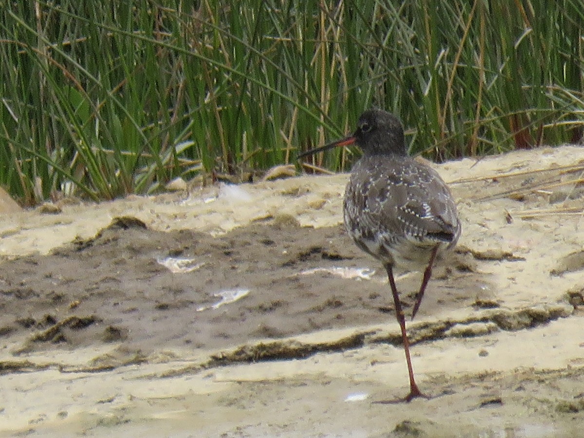 Spotted Redshank - ML620021468