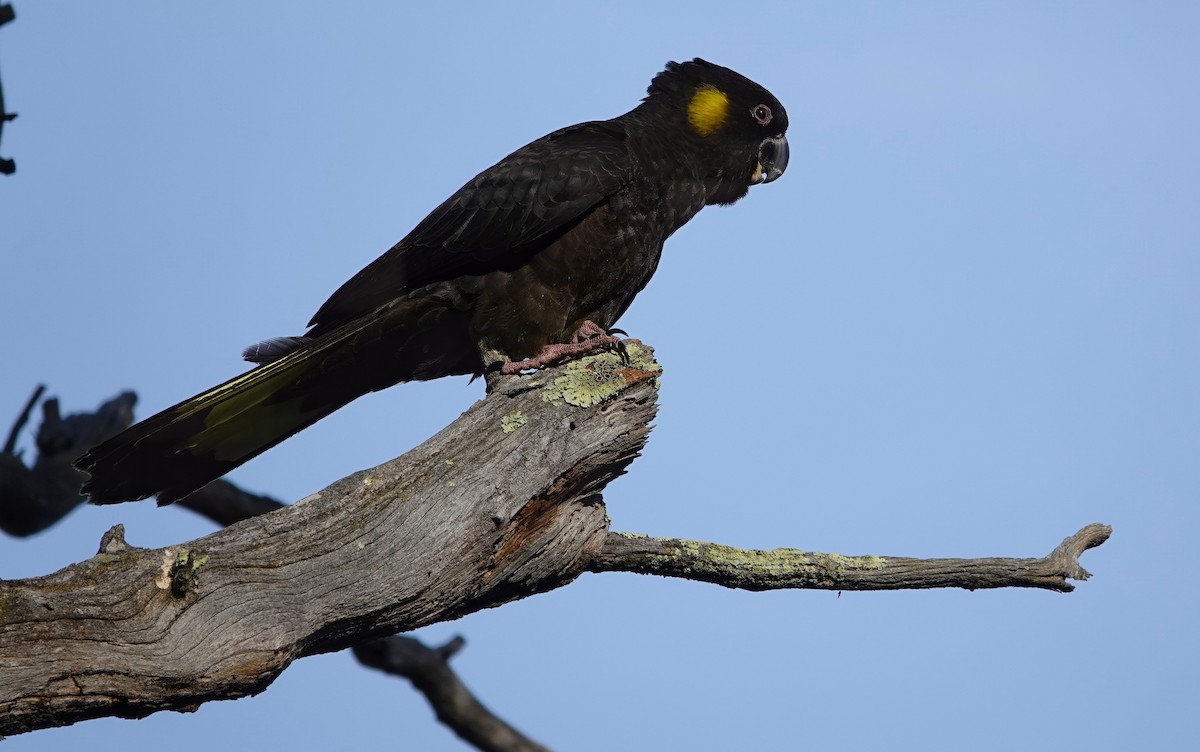 Yellow-tailed Black-Cockatoo - ML620021472