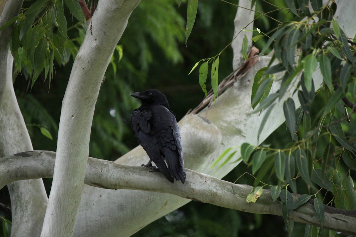 Torresian Crow - ML620021478