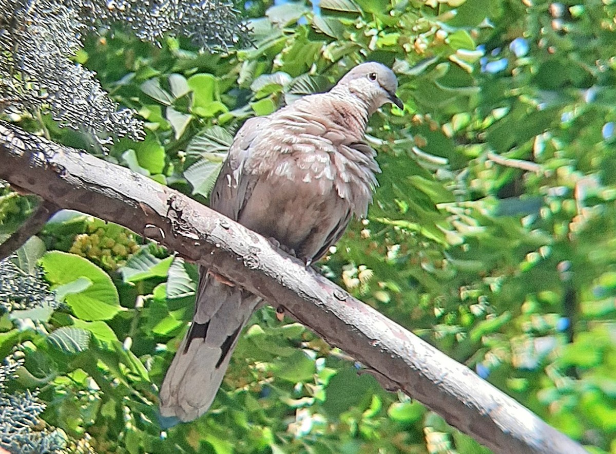 Eurasian Collared-Dove - ML620021487